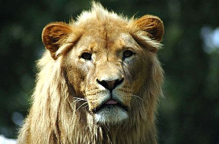 68 lwów czeka na adopcję