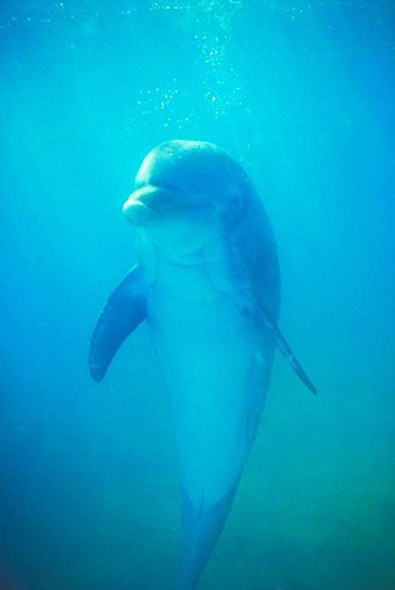 Dwa delfiny pływają w Zatoce Gdańskiej