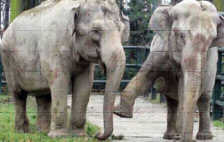 Słonie pod choinkę
