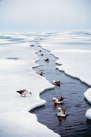 Lód w Arktyce coraz bardziej topnieje