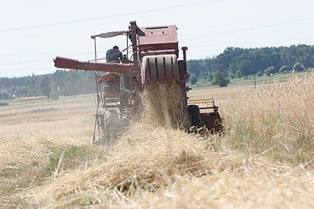 Słońce ostro pali, rolnicy liczą straty