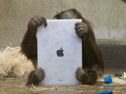 Orangutany dostaną iPady