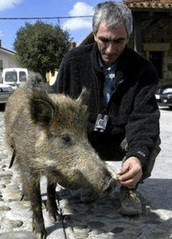 Dzik wdarł się do przedszkola i zdechł na oczach dzieci