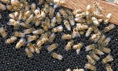 Pszczoły strzegły narkotyków w ulu