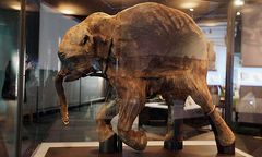 Znaleźli mamuta sprzed 42 tys. lat