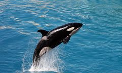 Orka zabiła trenerkę w parku rozrywki na Florydzie