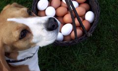 Z jajka ze sklepu nie wylęgnie się kurczak?