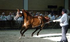 Rekordowa cena za klacz na aukcji w Janowie Podlaskim
