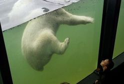 Rzucił się z łopatą na niedźwiedzia polarnego