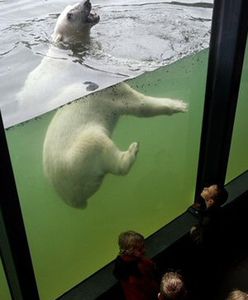 Rzucił się z łopatą na niedźwiedzia polarnego