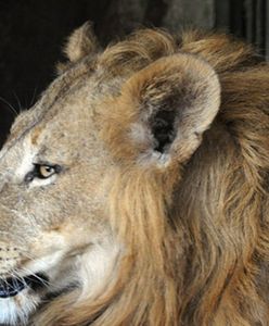 Nocna przejażdżka z lwem