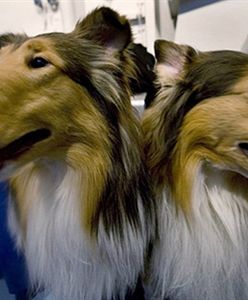 Pies zmusił opiekunów do nauki polskiego