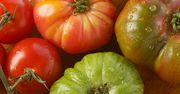 Zatrute pomidory - sabotaż czy wypadek przy pracy?