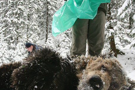 Prokuratura postawiła zarzuty za zabicie niedźwiadka