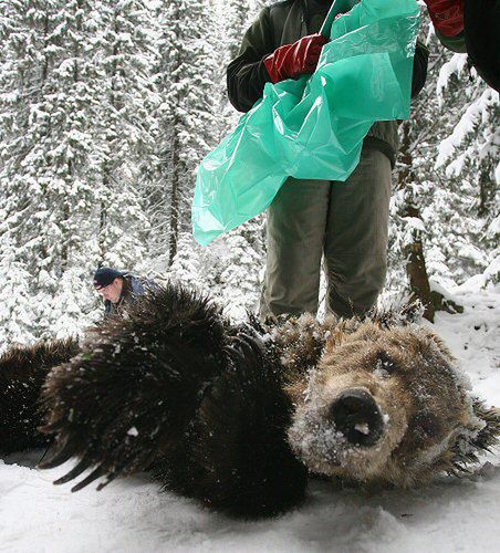 Prokuratura postawiła zarzuty za zabicie niedźwiadka