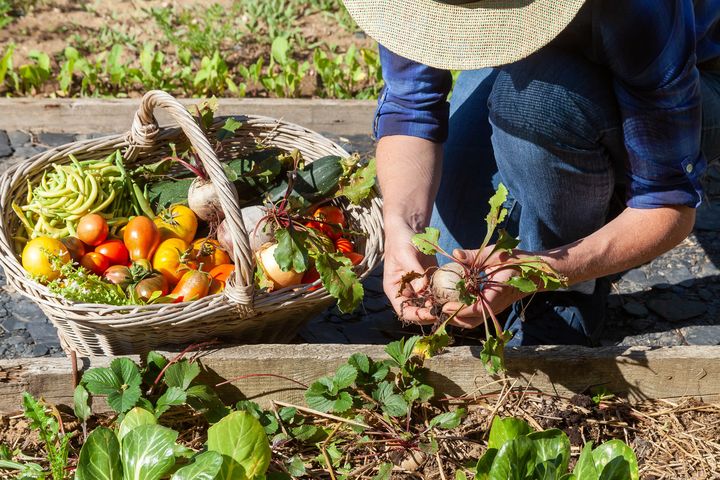 Dieta locavore to popularny trend żywieniowy na całym świecie.