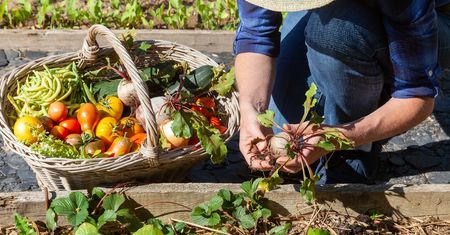 Dieta locavore - zasady, zalety, jak przejść na dietę locavore