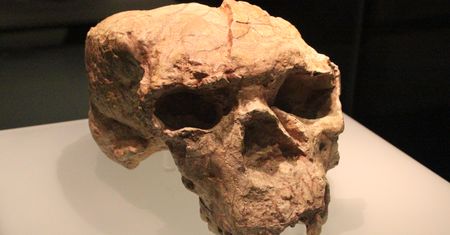 Historia pisana na nowo. Czaszki z Chin podważają dotychczasowe teorie