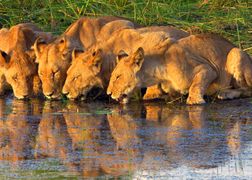 National Geographic Wild Tytani afrykańskich rzek