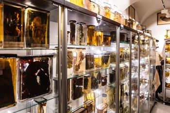 Będzie można powąchać zwłoki. Nietypowa aukcja na WOŚP