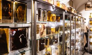 Będzie można powąchać zwłoki. Nietypowa aukcja na WOŚP