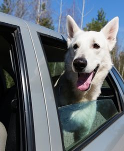 Zostawiasz psa w samochodzie? To nie tylko niebezpieczne, lecz także karalne