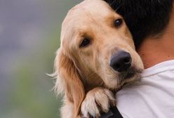 Psy potrafią wykryć raka prostaty. Ich skuteczność jest niesamowita