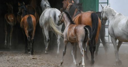 Reanimacja stadnin. Zwolnieni przez PiS specjaliści wracają