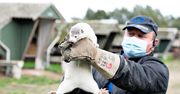 Zmutowany koronawirus z Danii prawie wyeliminowany. Możliwe, że pojawił się w Polsce.