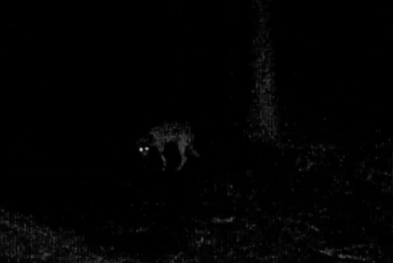 Taki wilk żyje pod Wałbrzychem. Leśnicy pokazali przerażające nagranie