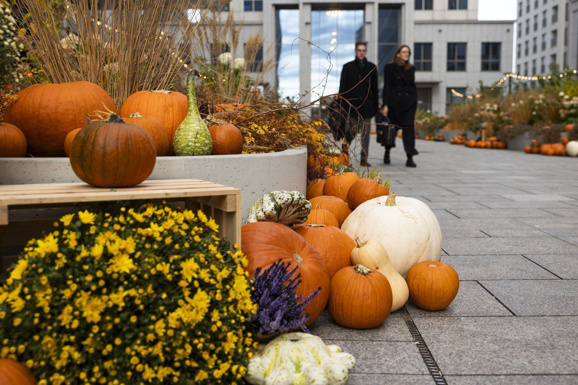 Dynie przy Unity Center
