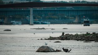 Co dzieje się z Wisłą? Naukowcy wskazują na dno rzeki
