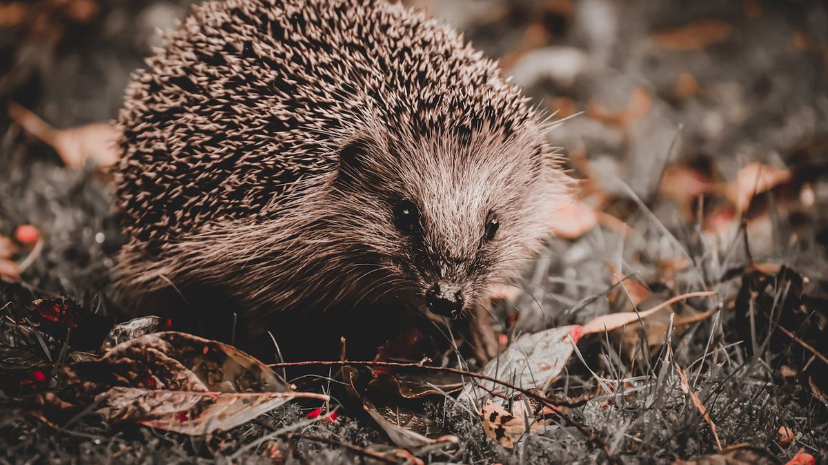 Jeże mają bardzo ciężko zimą, teraz mogą liczyć na ratunek