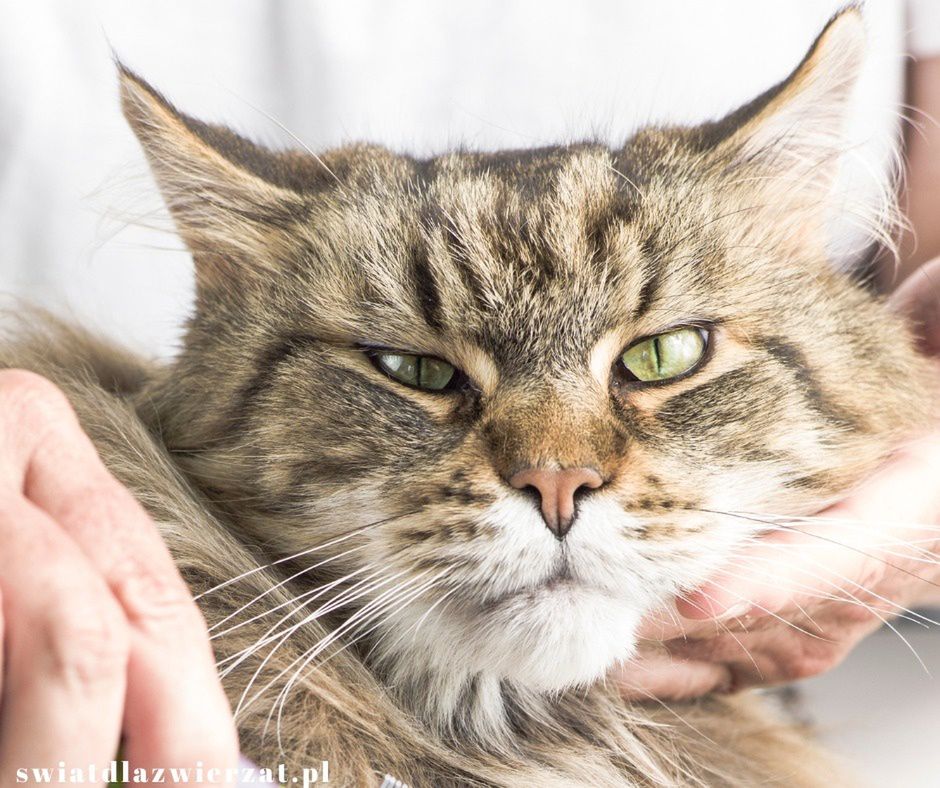 Maine coon