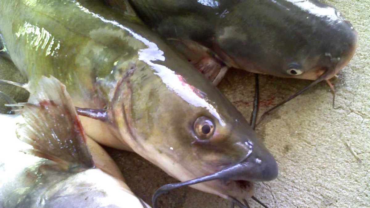 Surowy sumik kanałowy dziki