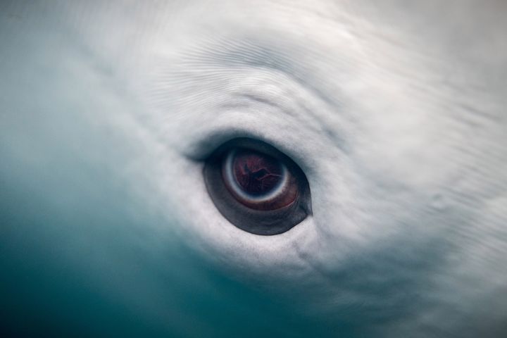 Oczy z białucha arktycznego