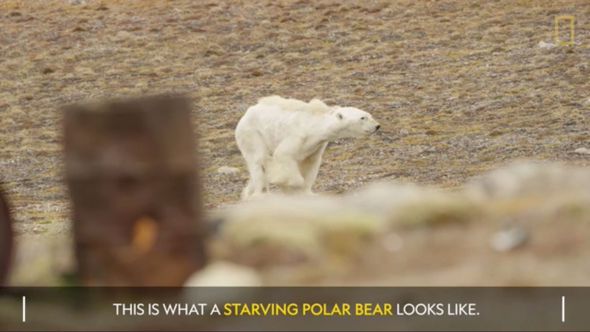 "Posunęliśmy się za daleko" oświadcza National Geographic w sprawie głodującego niedźwiedzia 2