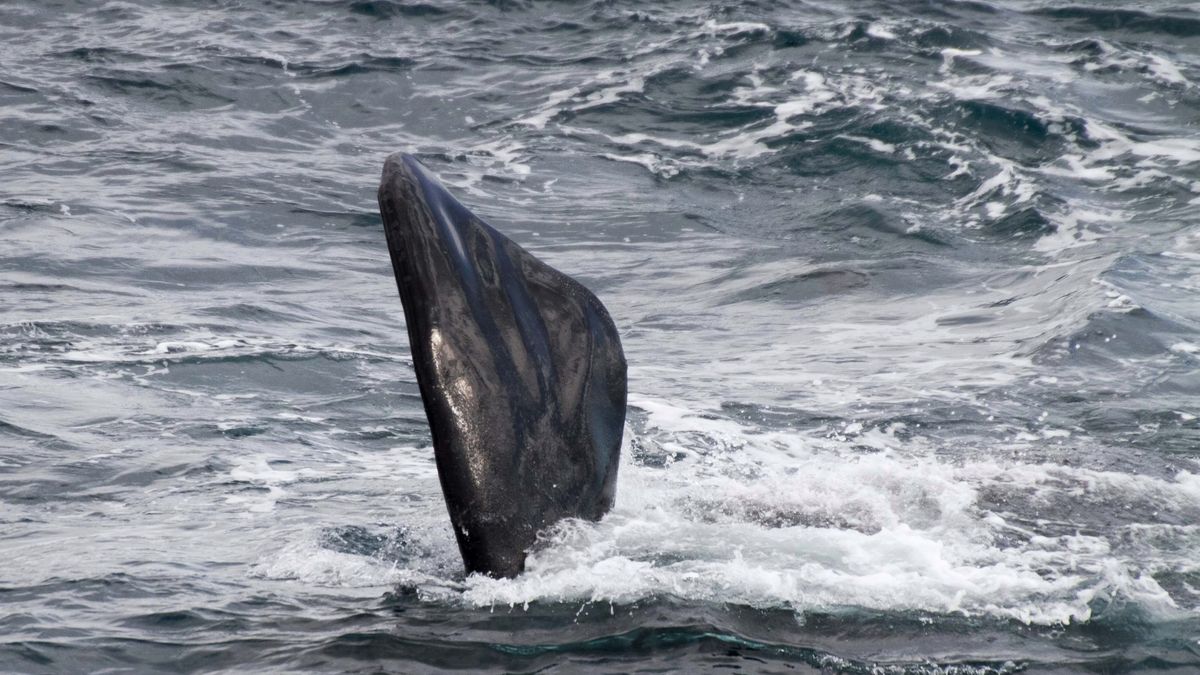 Surowa płetwa z białucha arktycznego