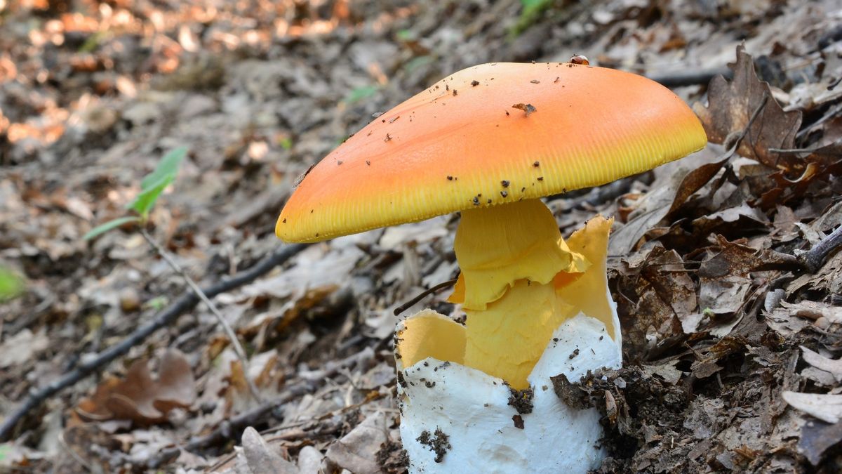 Muchomor cesarski smakuje jak trufle, ale trzeba uważać, by nie pomylić go z trującymi okazami