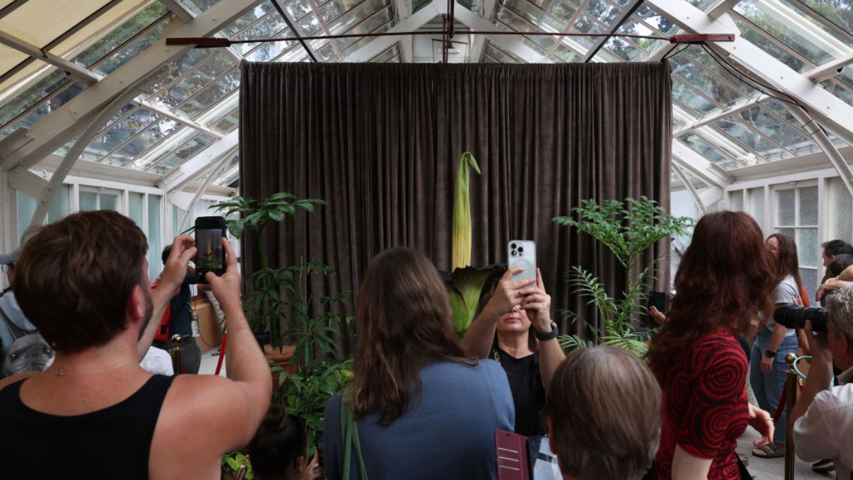 Dziwidło olbrzymie rozkwitnie w Warszawie. Podano szczegóły