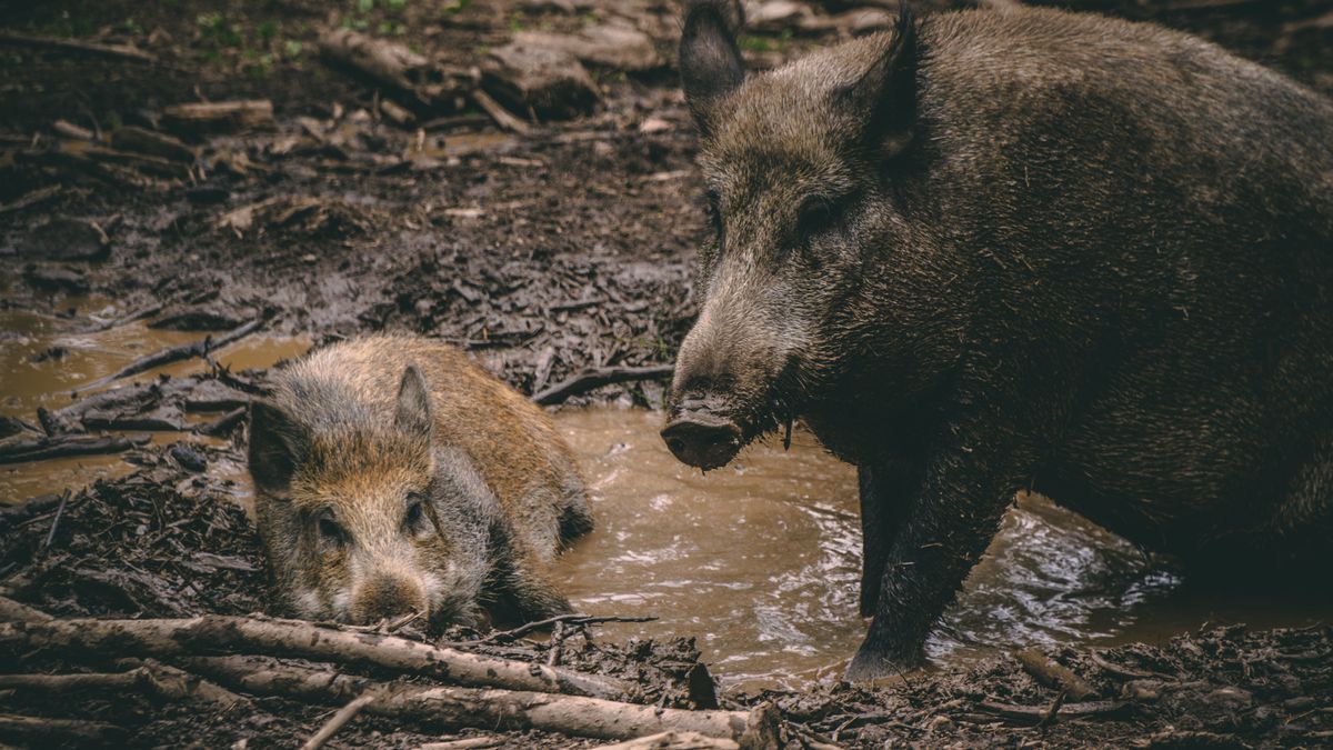 Naukowcy zbadali "radioaktywne" dziki z Bawarii