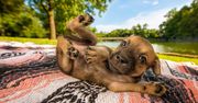 Najpiękniejsze zdjęcia psów w konkursie Dog Photographer of the Year 2018