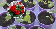 Kiedy pikować pelargonie? Po tym poznasz, że już czas to zrobić