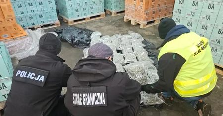 Ogromny przemyt marihuany w transporcie wina z Hiszpanii. Policja znalazła 277 kg narkotyku