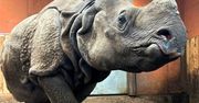 Nowa mieszkanka warszawskiego zoo. Jhansi przyjechała z Berlina