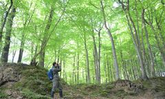 Alert dla mieszkańców. Lepiej omijać teraz lasy