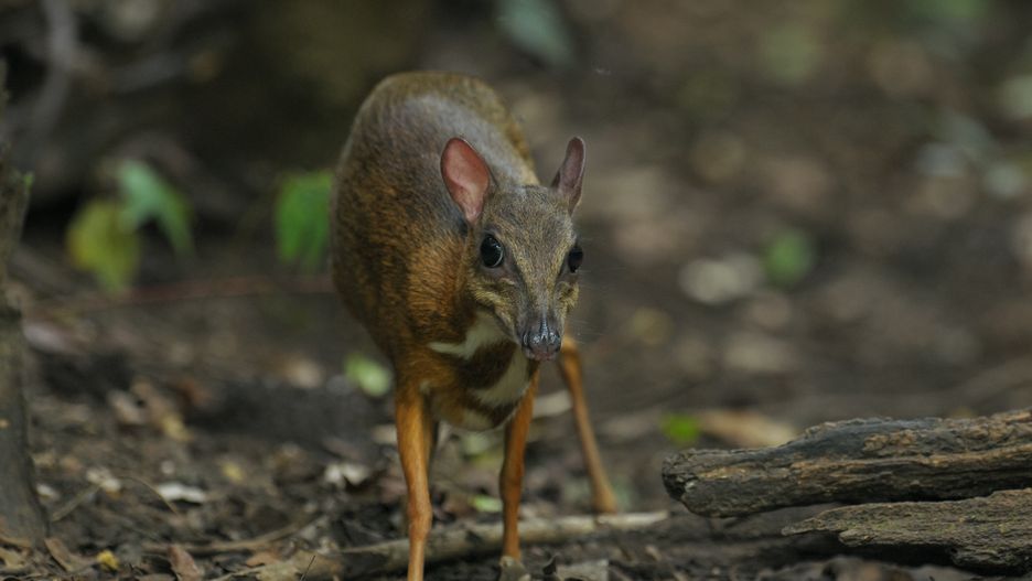 Myszojeleń przyszedł na świat w warszawskim zoo 