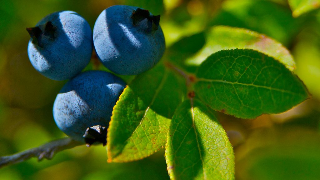 Mrożone dzikie jagody