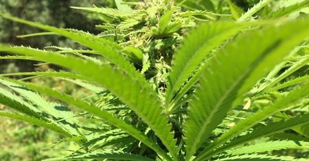 We wrześniu natrafili na plantację marihuany. Kilka dni temu zatrzymano właścicieli