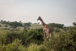 Kenia. Trwa ewakuacja żyraf, którym grozi śmierć